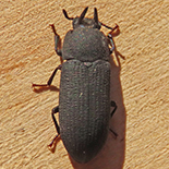 Cryphaeus taurus